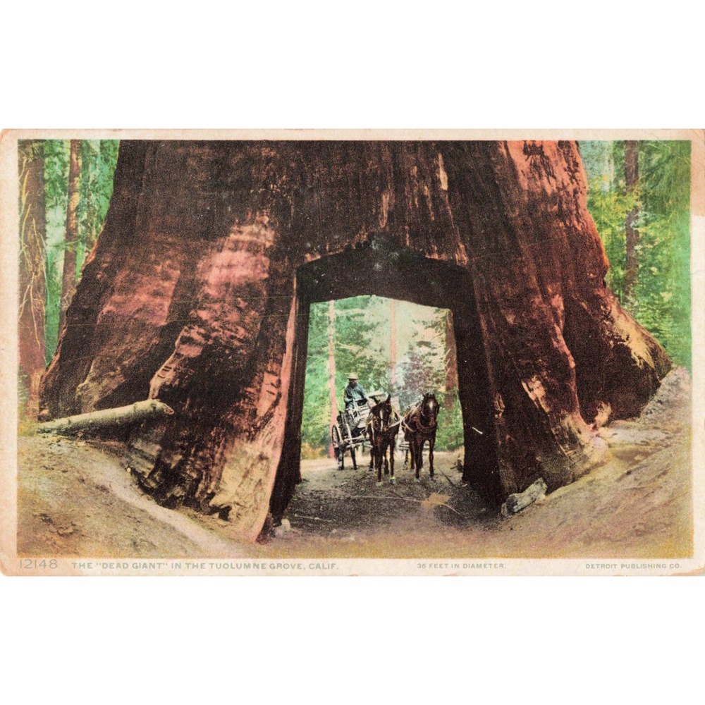 Vintage 1910 Detroit Publishing Phostint Postcard Dead Giant Tuolumne Grove CA - Picture 1 of 2